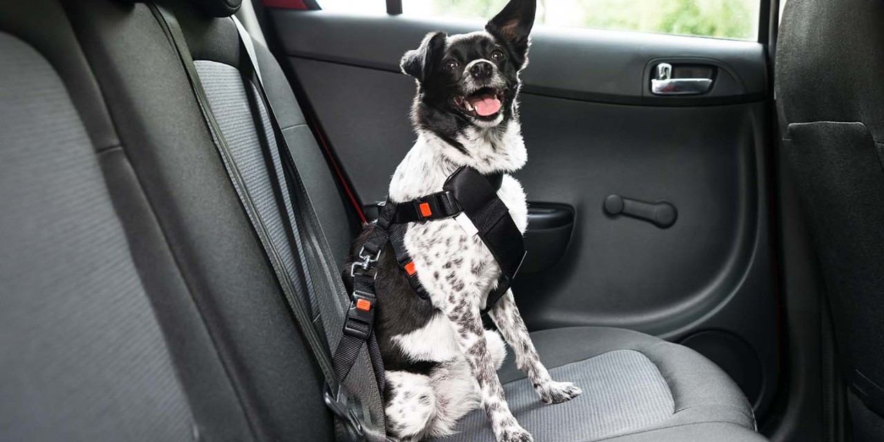  a dog sitting on the car seat